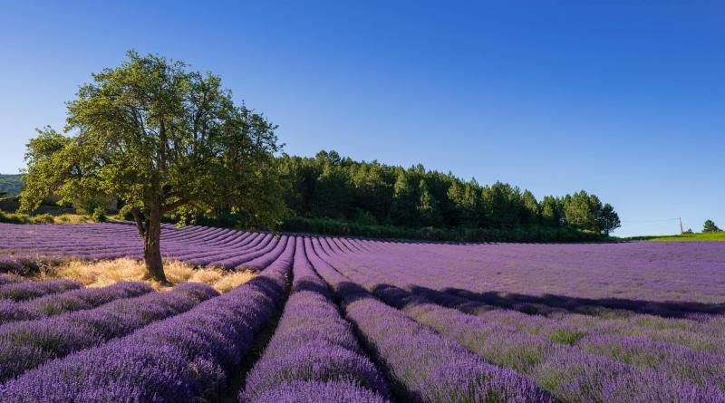 Les champs de Lavande