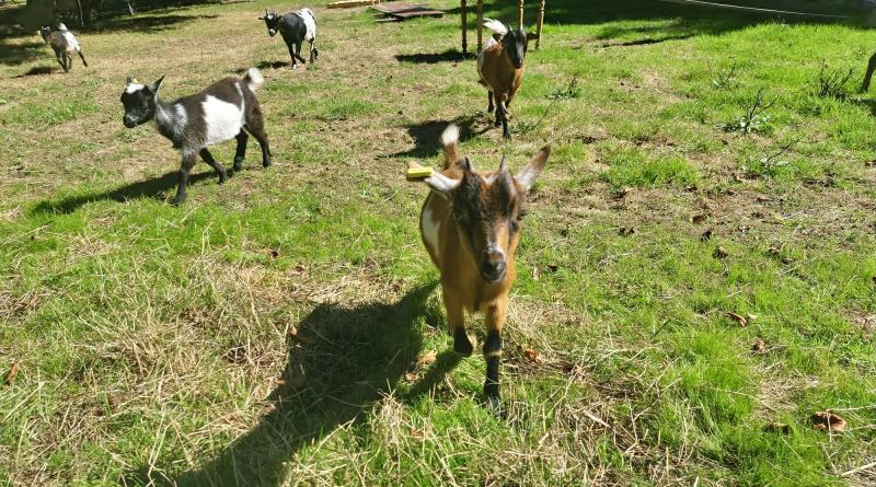 Les animaux du moulin