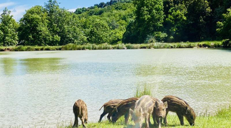 Au milieu d'un parc animalier avec lacs 